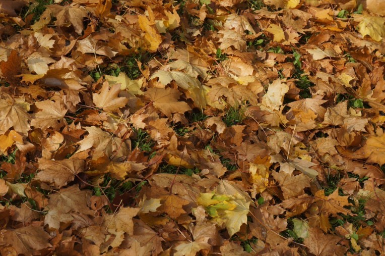 20131020-080849 PM.jpg